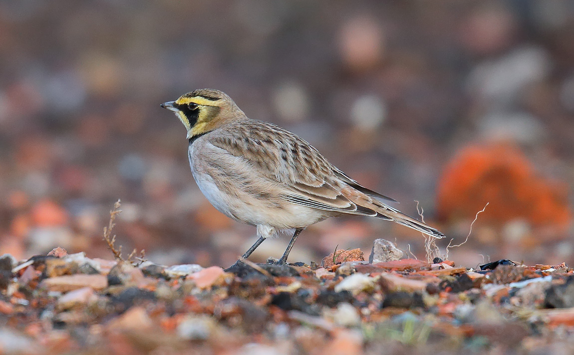Shore Lark_J4X5522