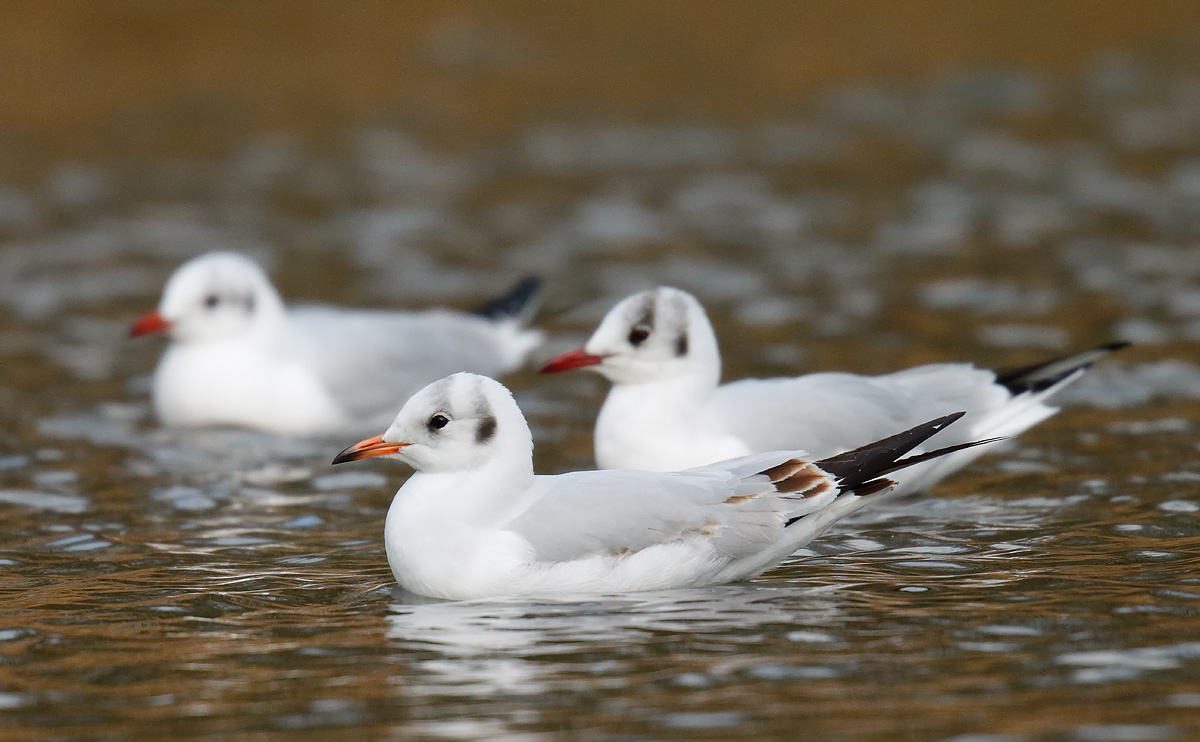 BHGull _J4X6815