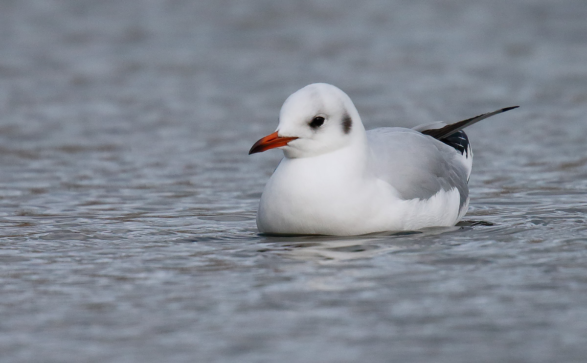 BHGull _J4X6822