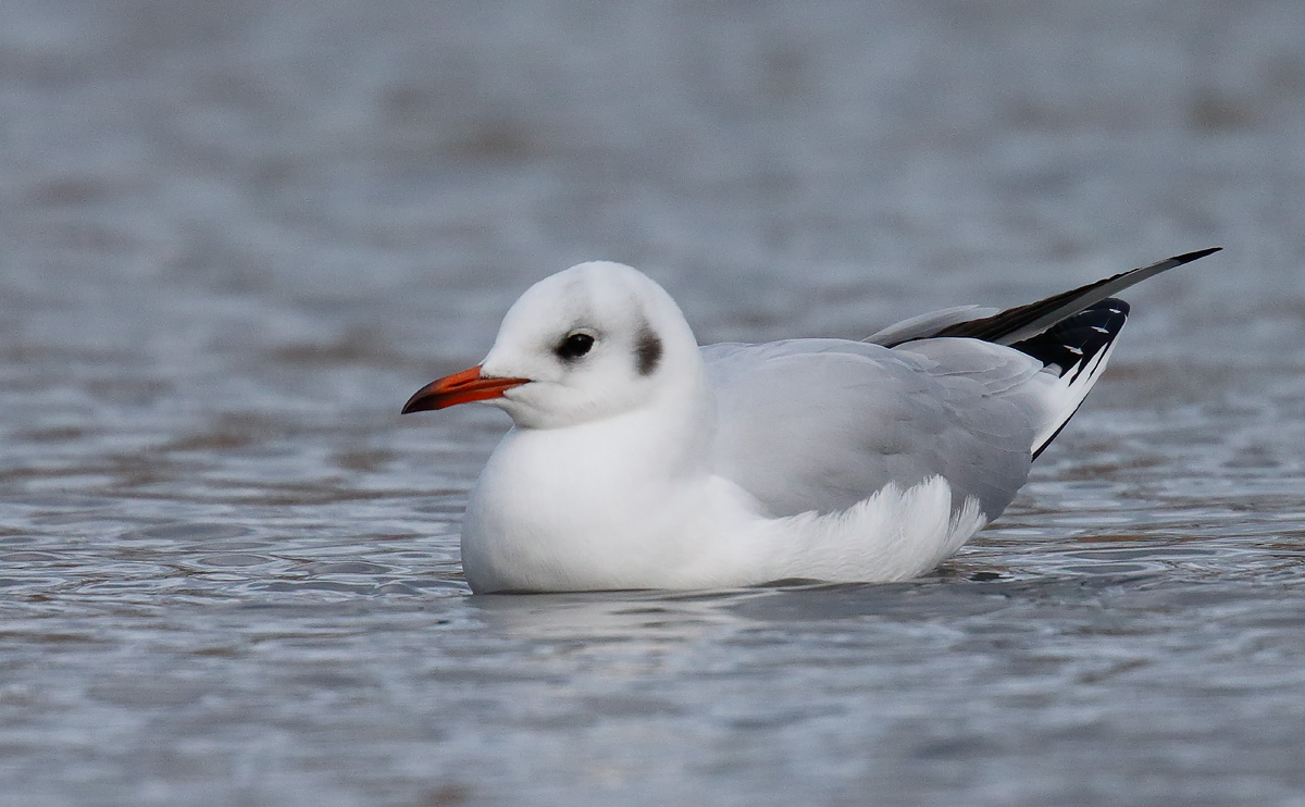 BHGull _J4X6825
