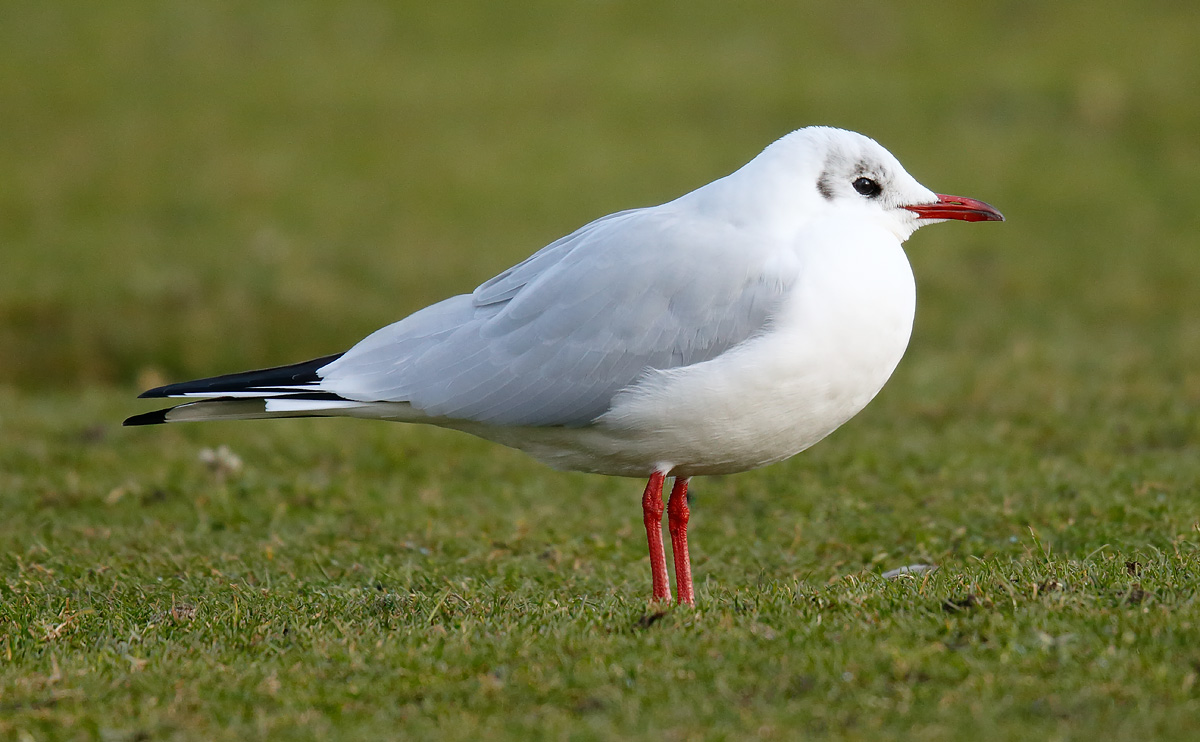 BHGull _J4X7044