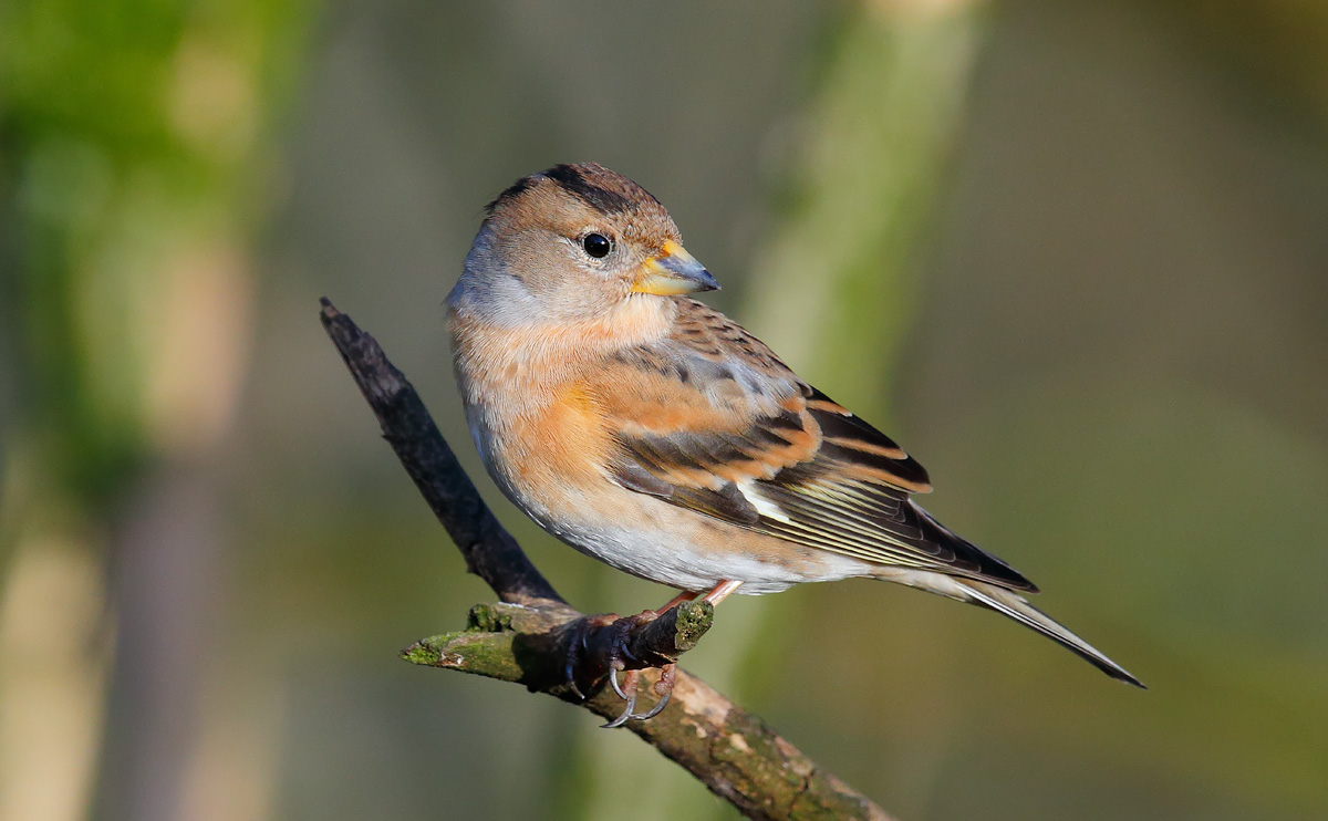 Brambling female _J4X7093