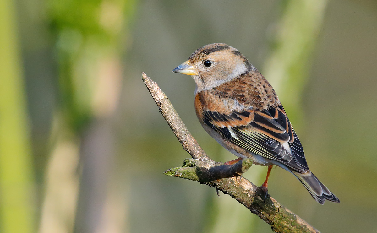 Brambling female_J4X7097