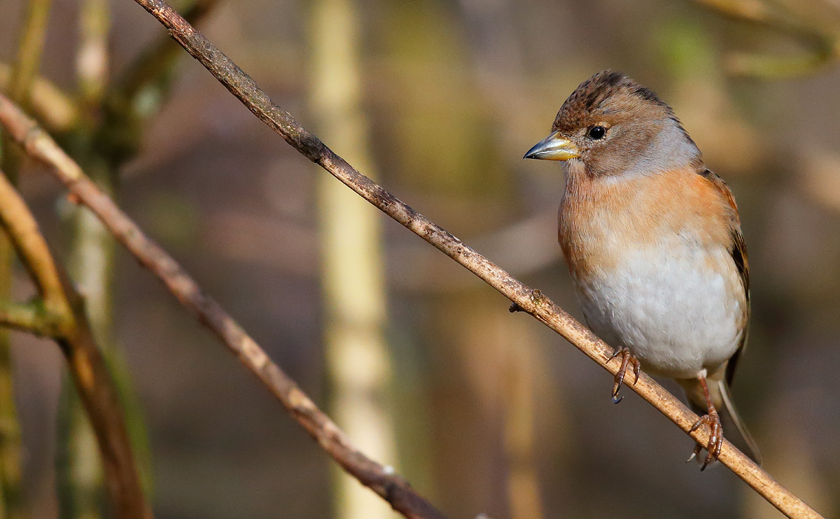Brambling female_J4X7227