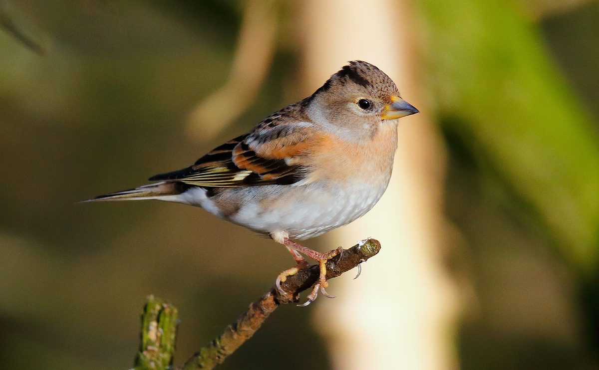 Brambling female_J4X7243