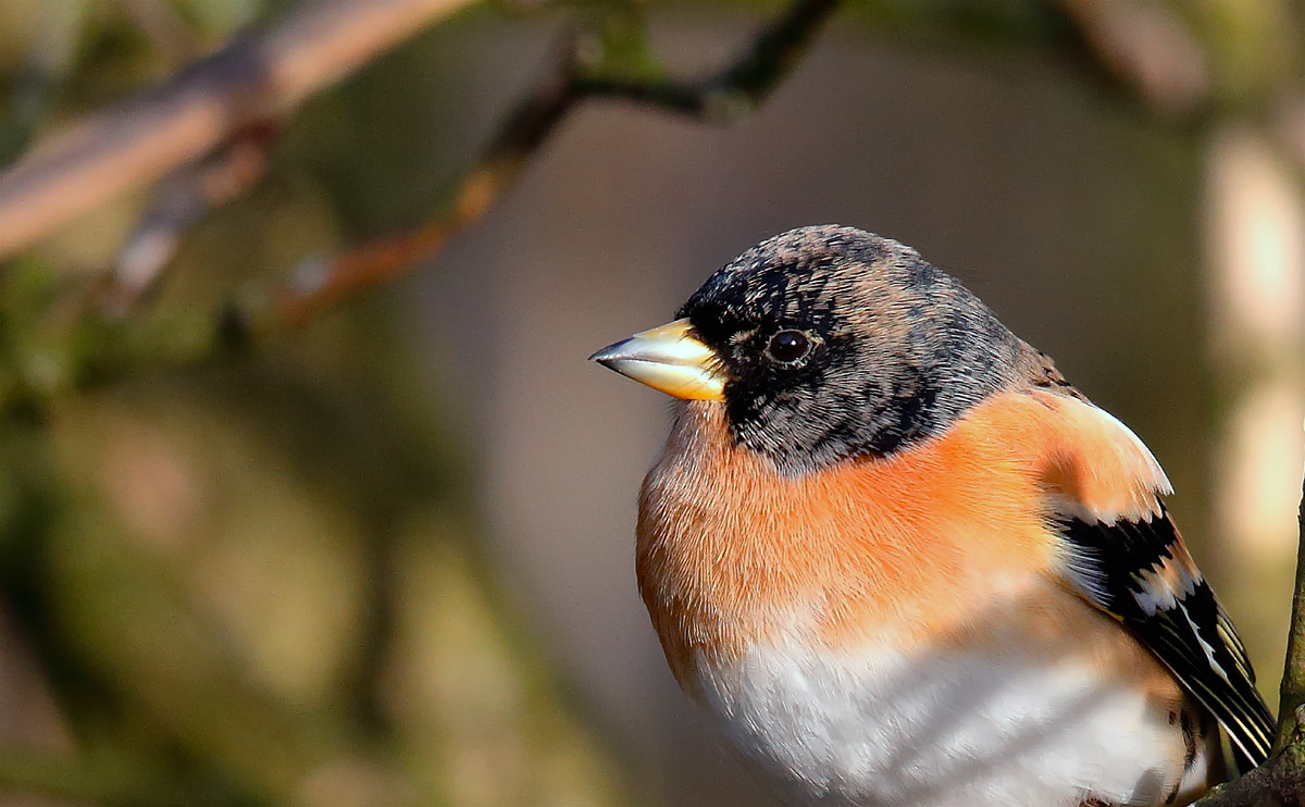 Brambling male_J4X7104