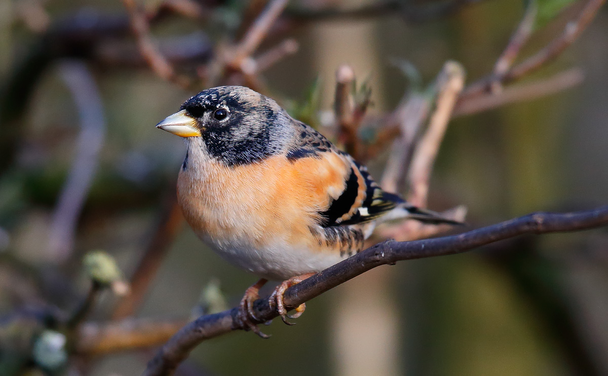 Brambling male_J4X7159