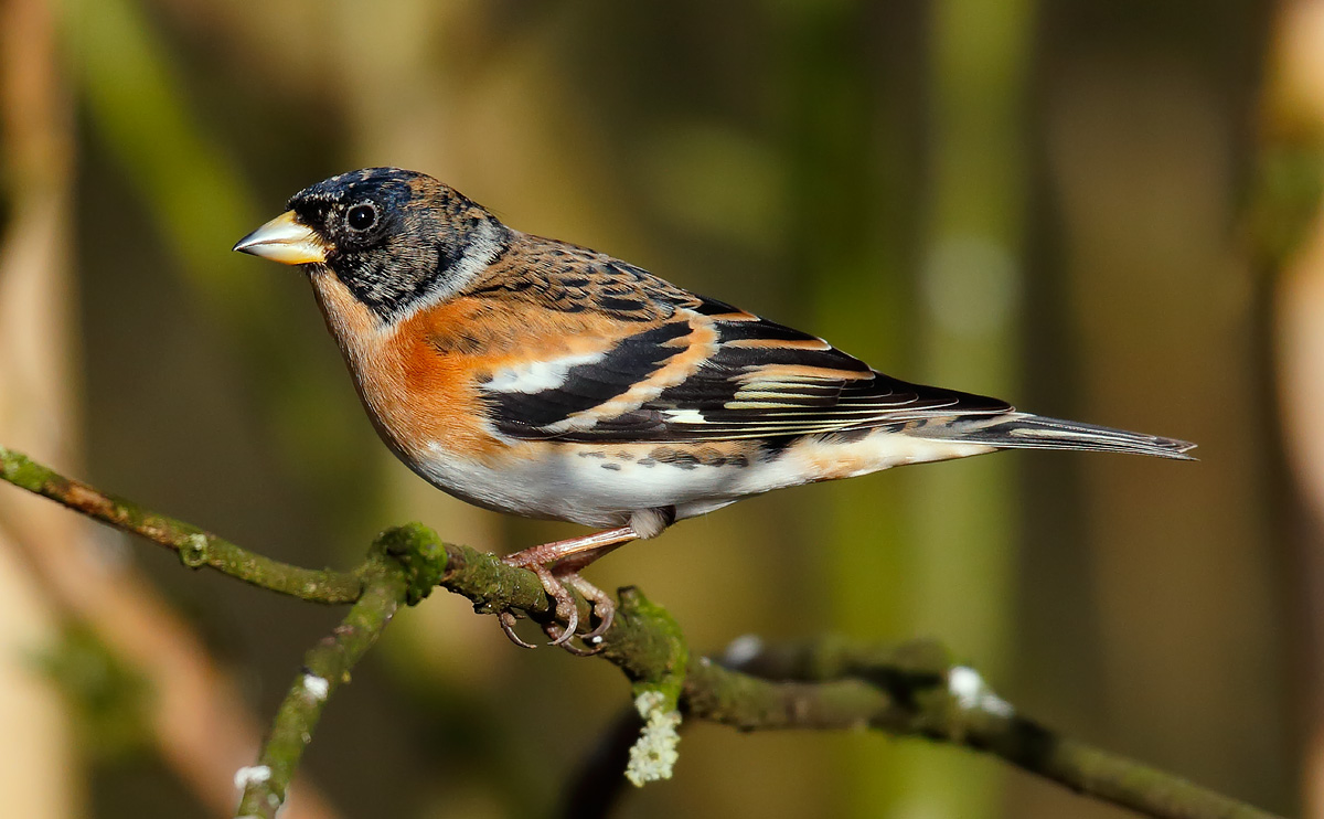 Brambling male_J4X7439