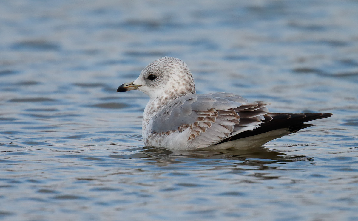 Common Gull 1stw _J4X7031