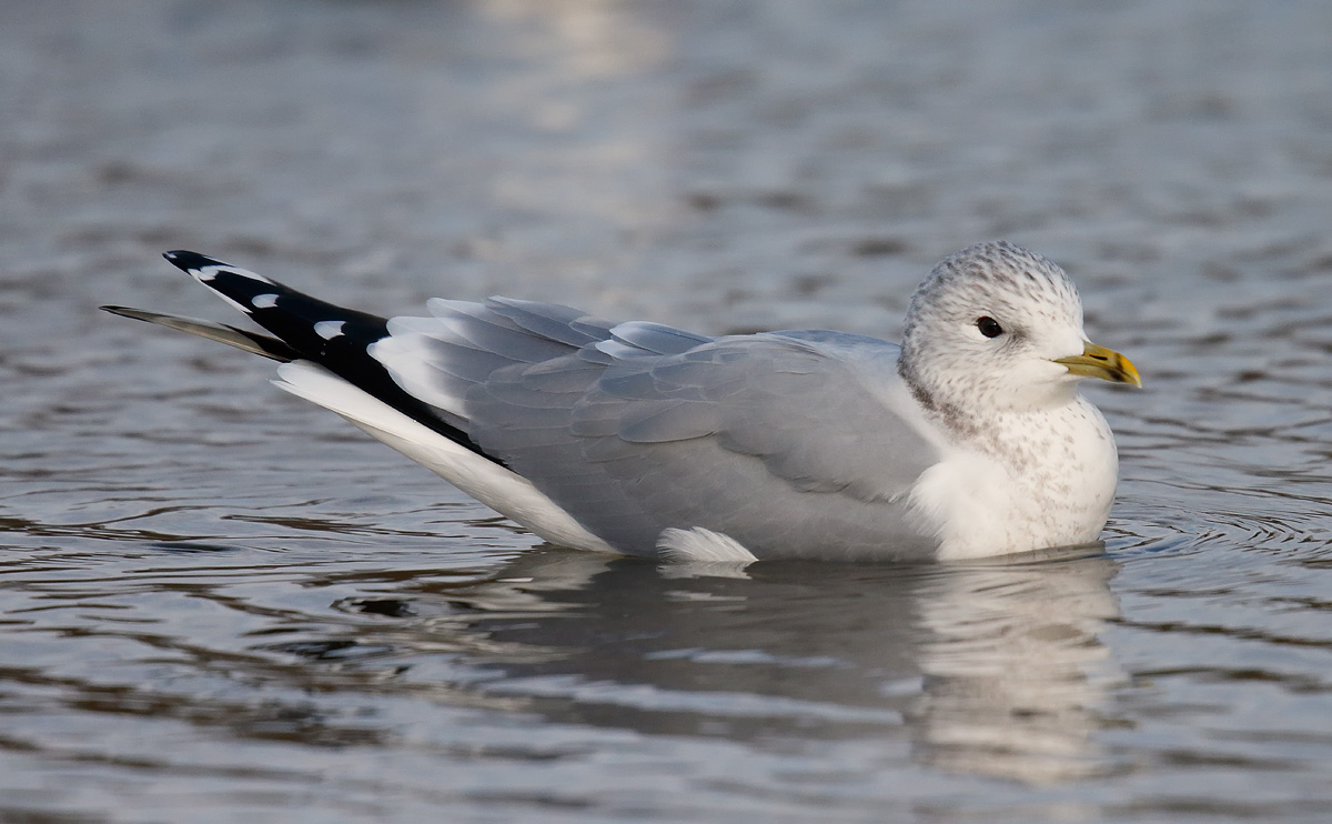 Common Gull _J4X7016
