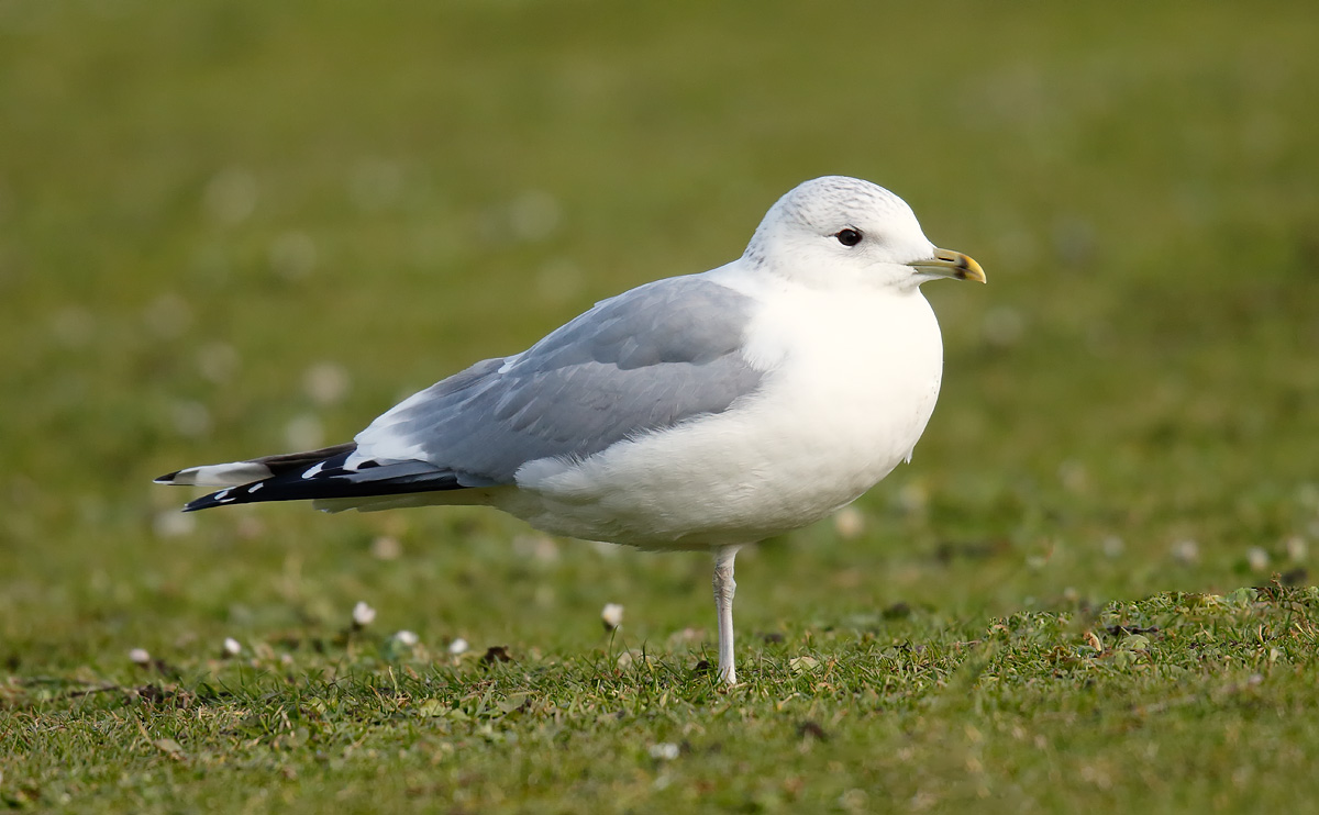 Common Gull _J4X7055