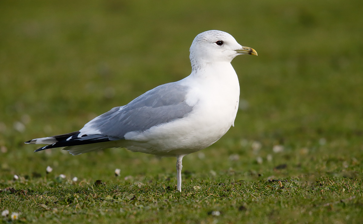 Common Gull _J4X7064
