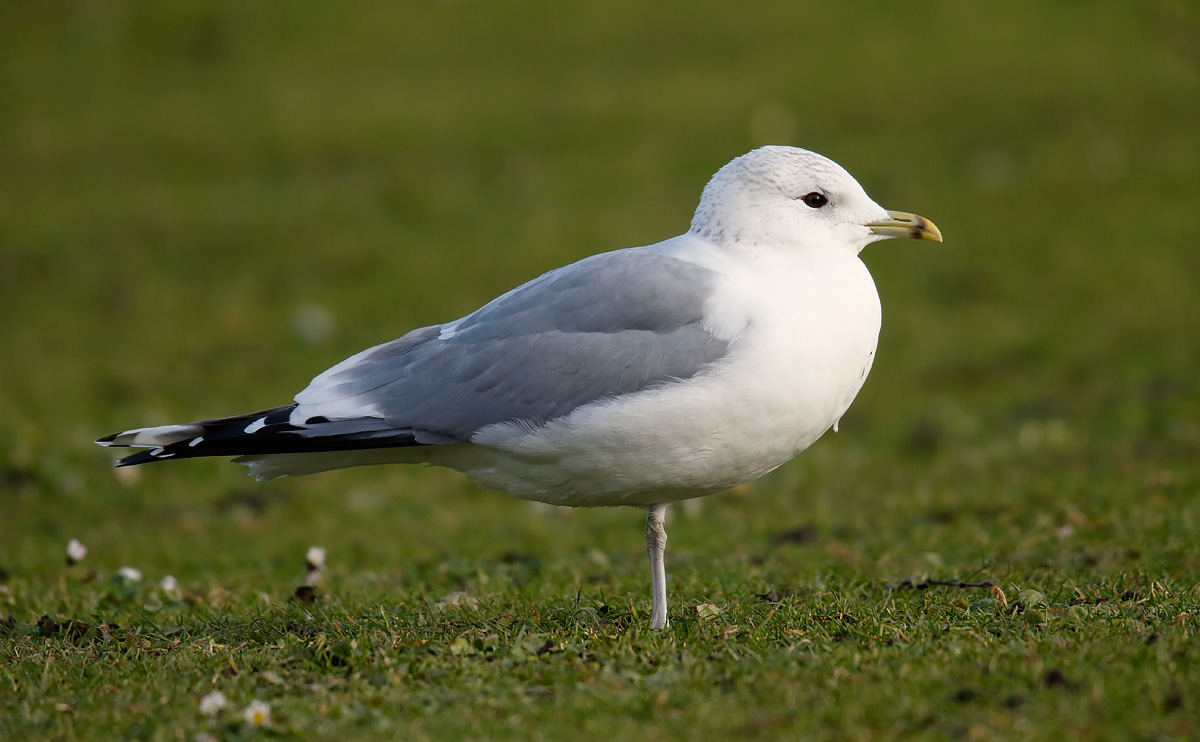 Common Gull _J4X7083