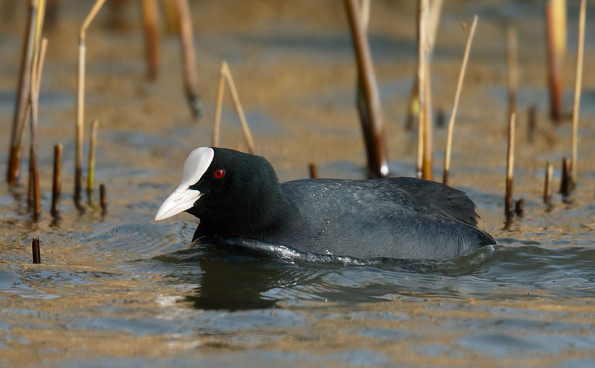 Coot_J4X6593