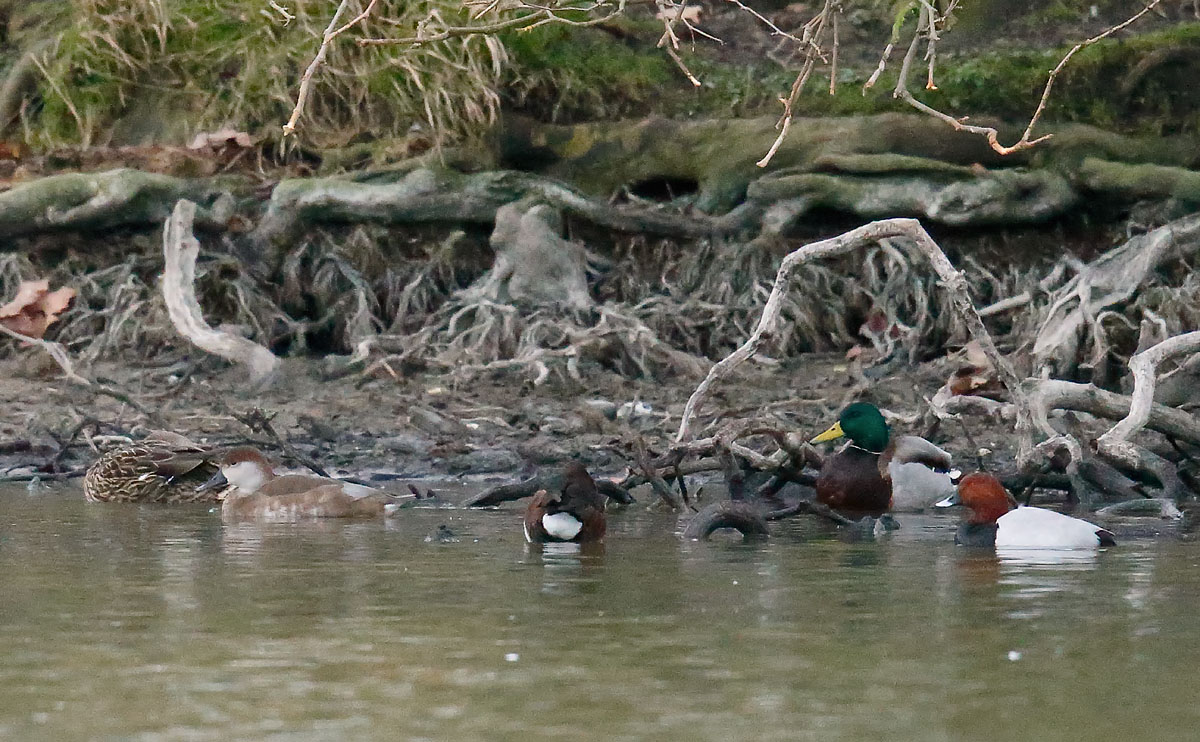 Feruginous Duck_J4X7505