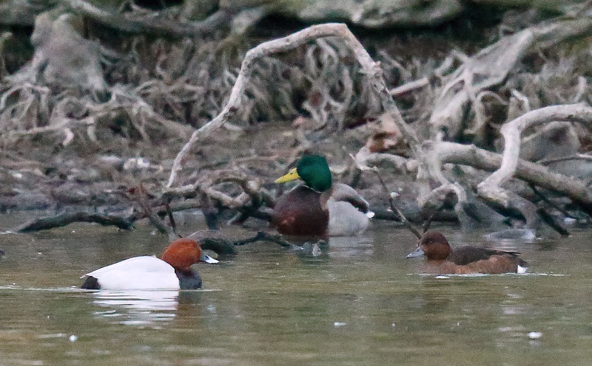 Feruginous Duck_J4X7514