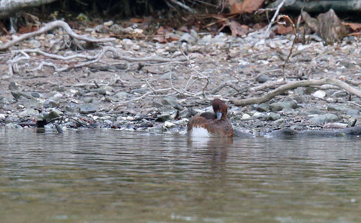 Feruginous Duck_J4X7524