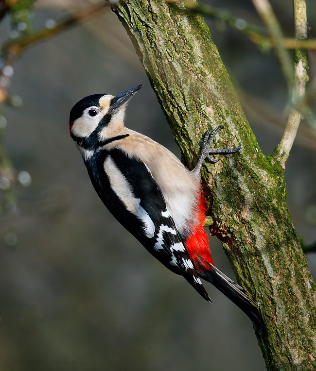 GSWoodpecker _J4X7310