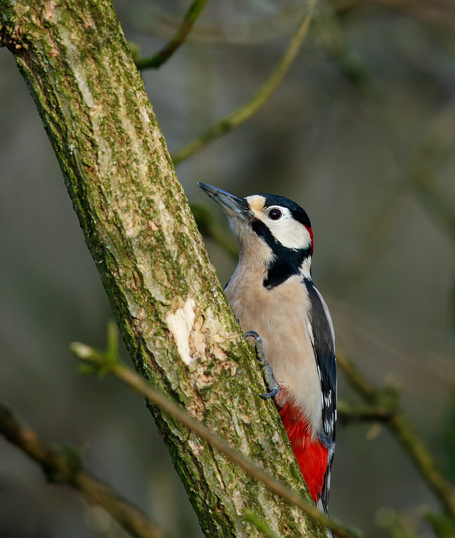 GSWoodpecker_J4X7288