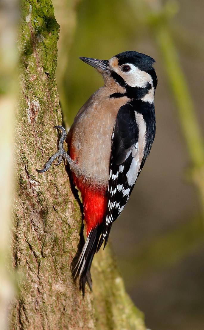 GSWoodpecker_J4X7376