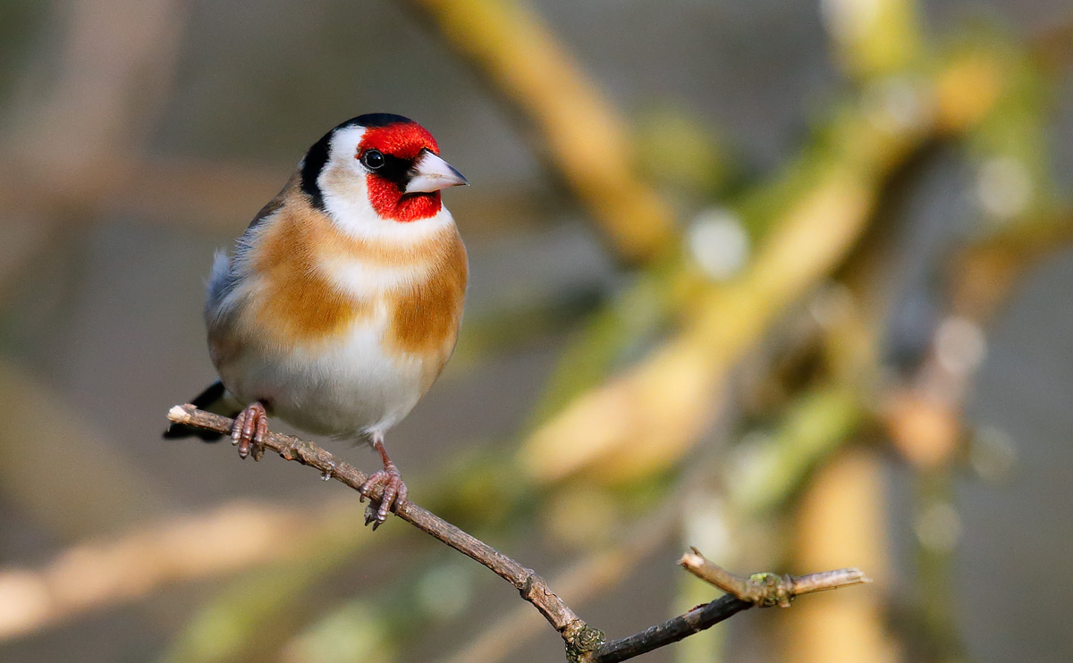 Goldfinch _J4X7108