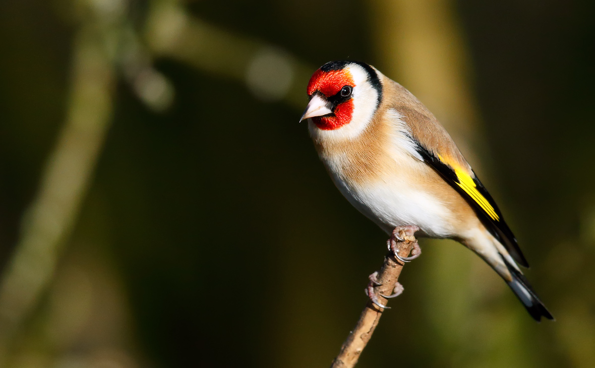 Goldfinch_J4X7344