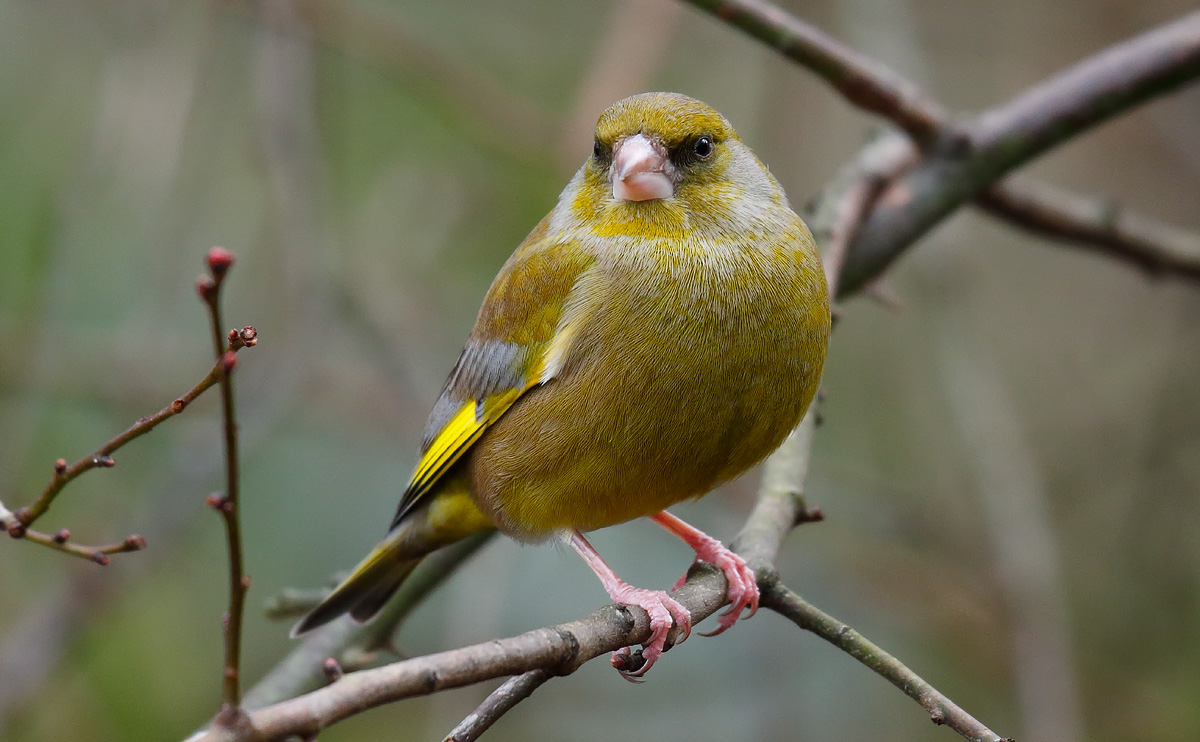 Greenfinch _J4X6776