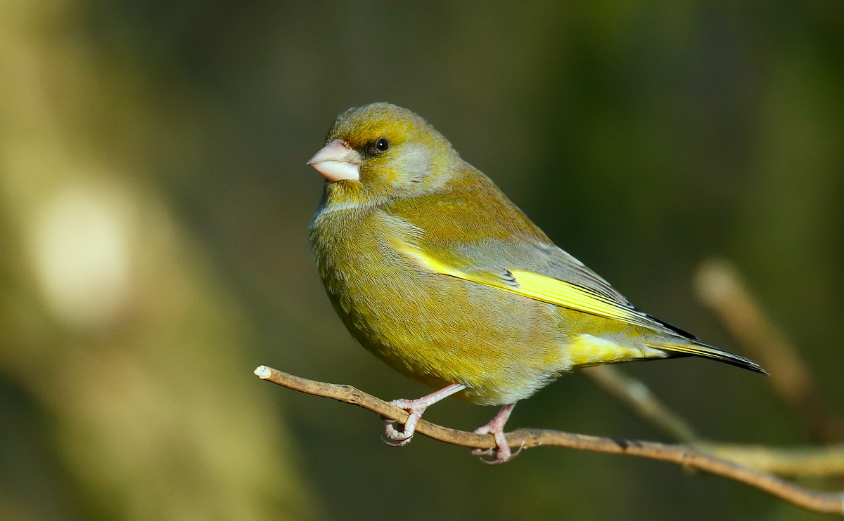 Greenfinch _J4X7208