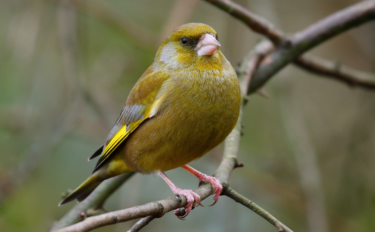 Greenfinch_J4X6779
