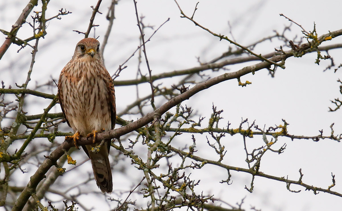 Kestrel_J4X6687