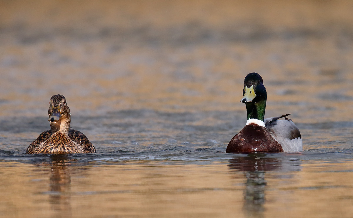 Mallard _J4X6843