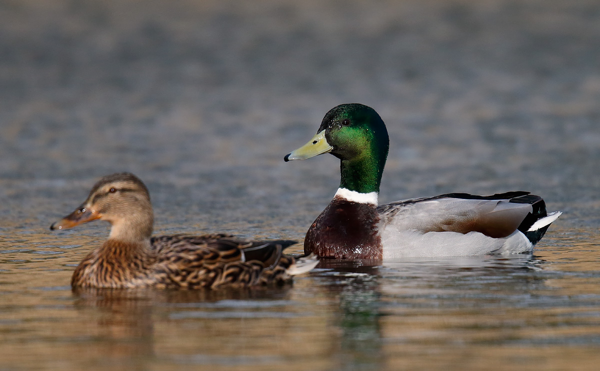 Mallard _J4X6852