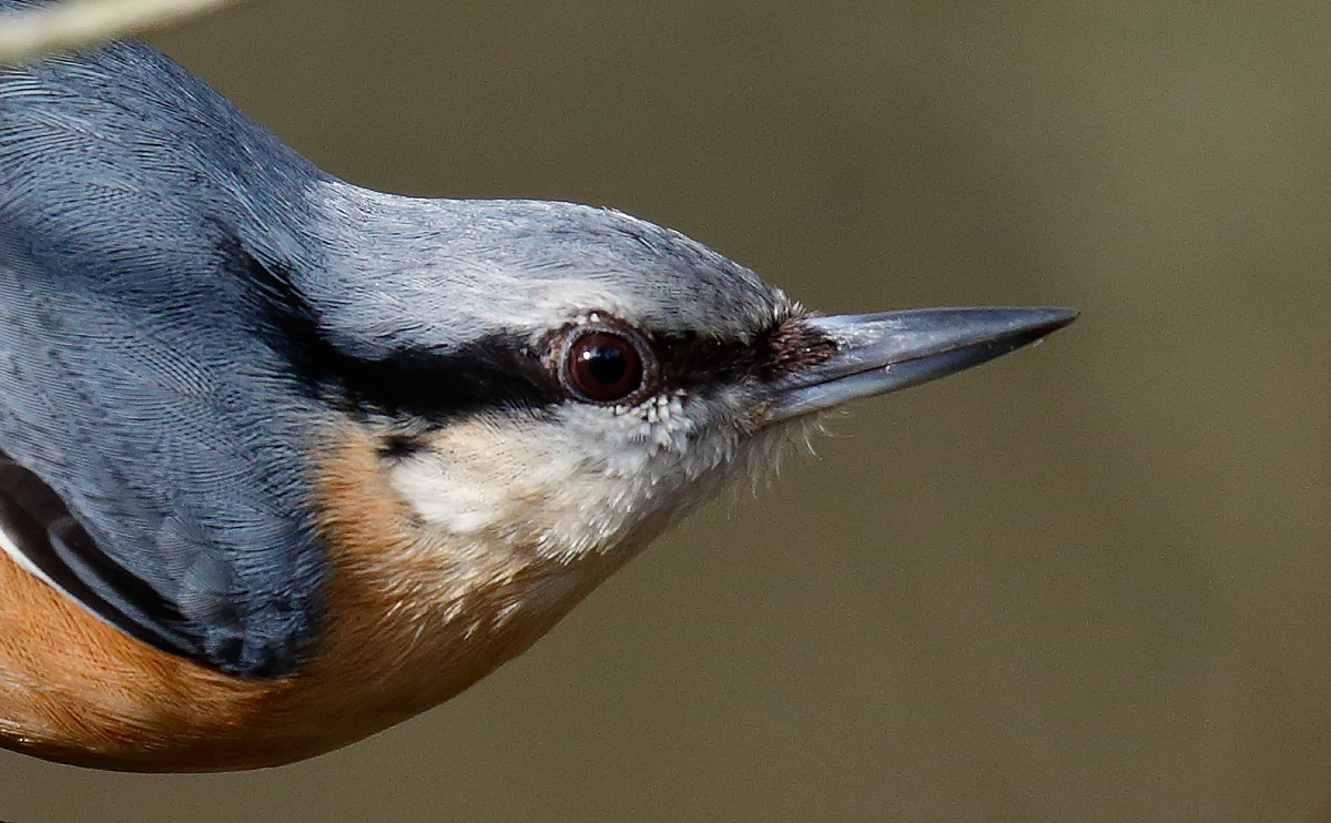 Nuthatch_J4X6675
