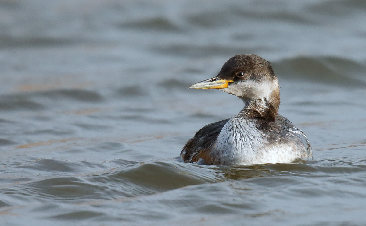 RNGrebe _J4X6433