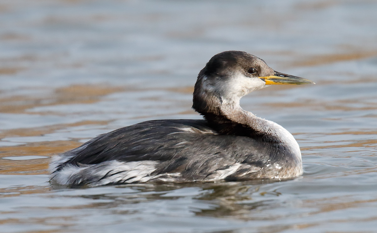 RNGrebe _J4X6485