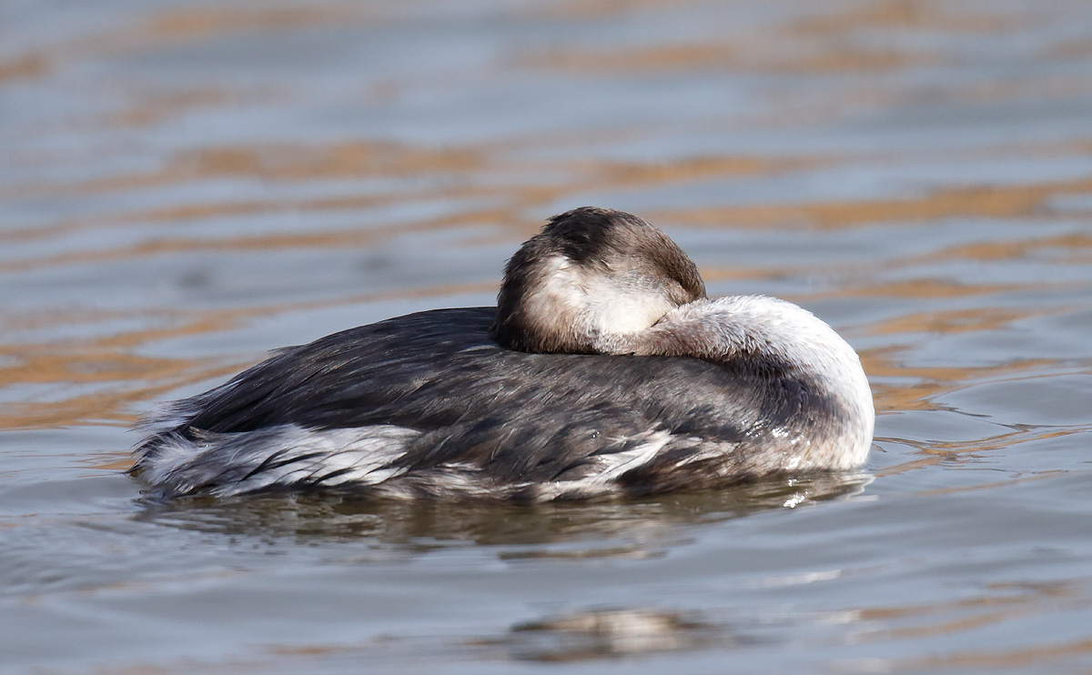 RNGrebe _J4X6527