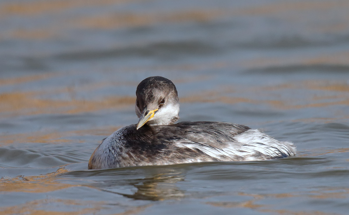 RNGrebe _J4X6533