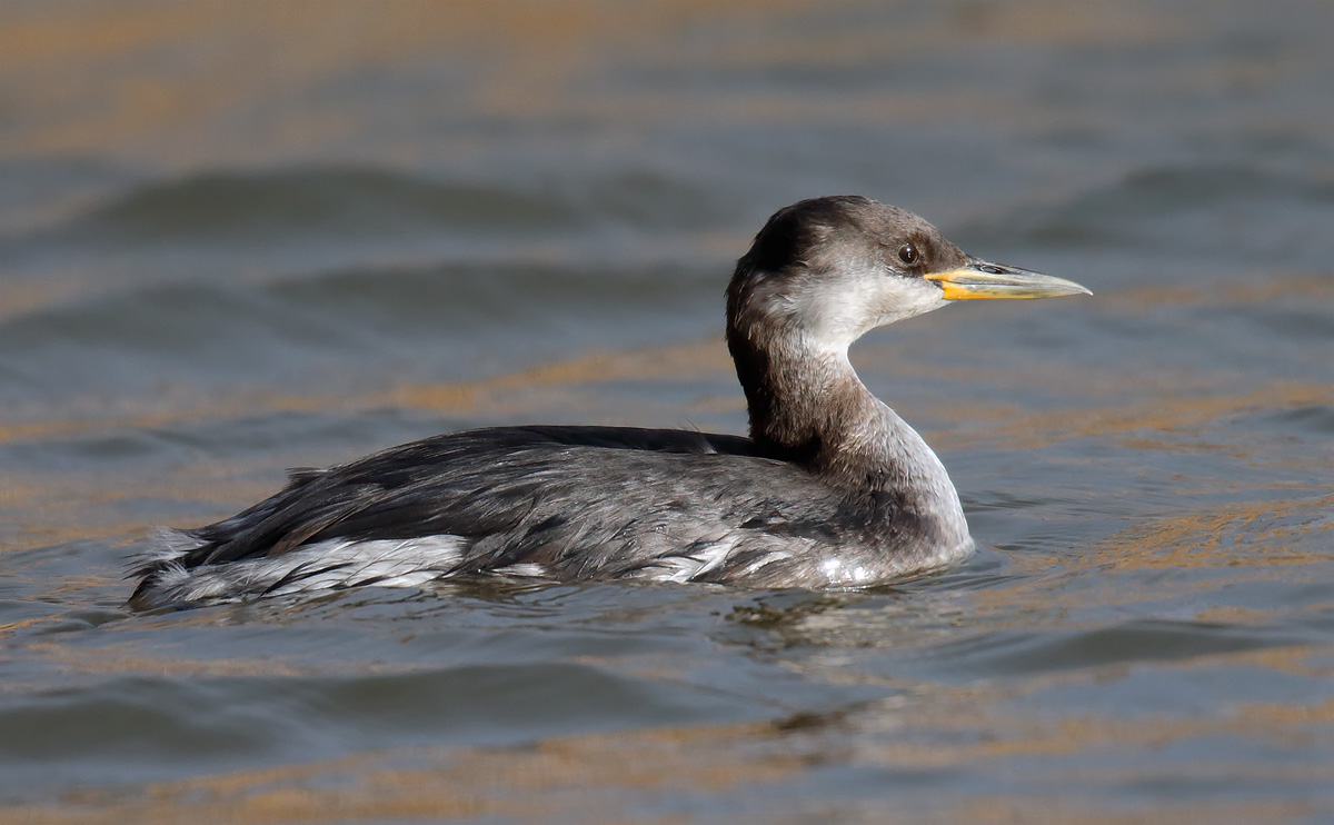 RNGrebe _J4X6585