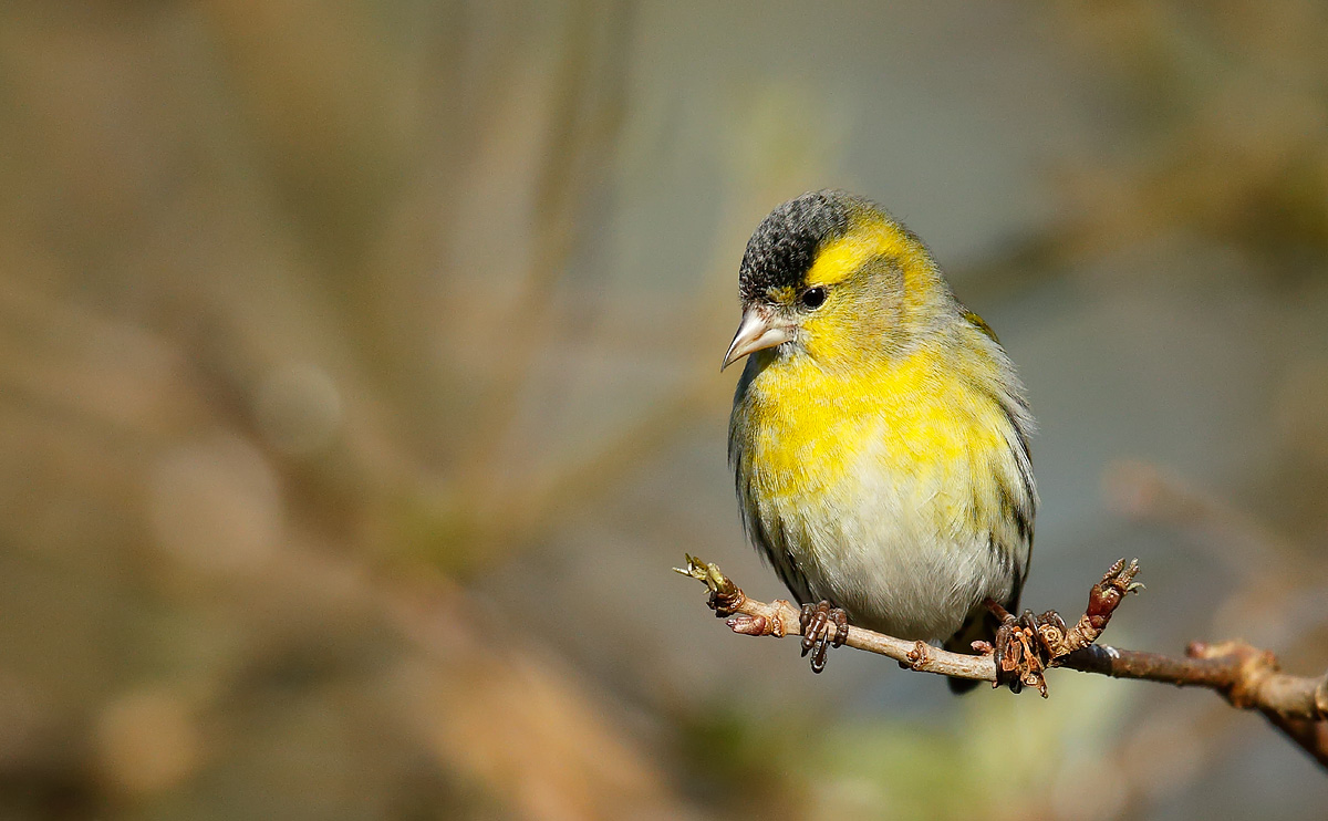 Siskin_J4X7472