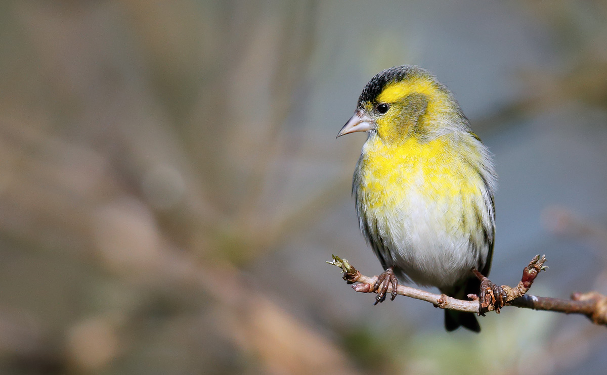 Siskin_J4X7486