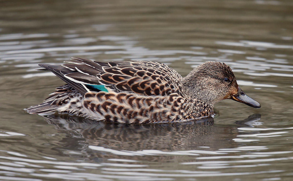 Teal female_J4X7683
