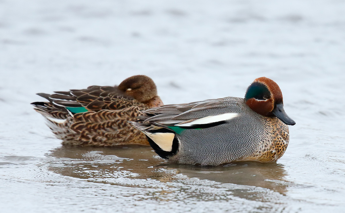Teal_J4X7633