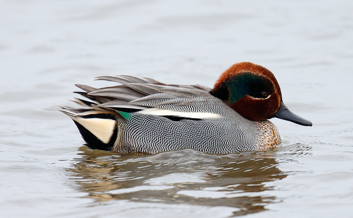 Teal_J4X7745