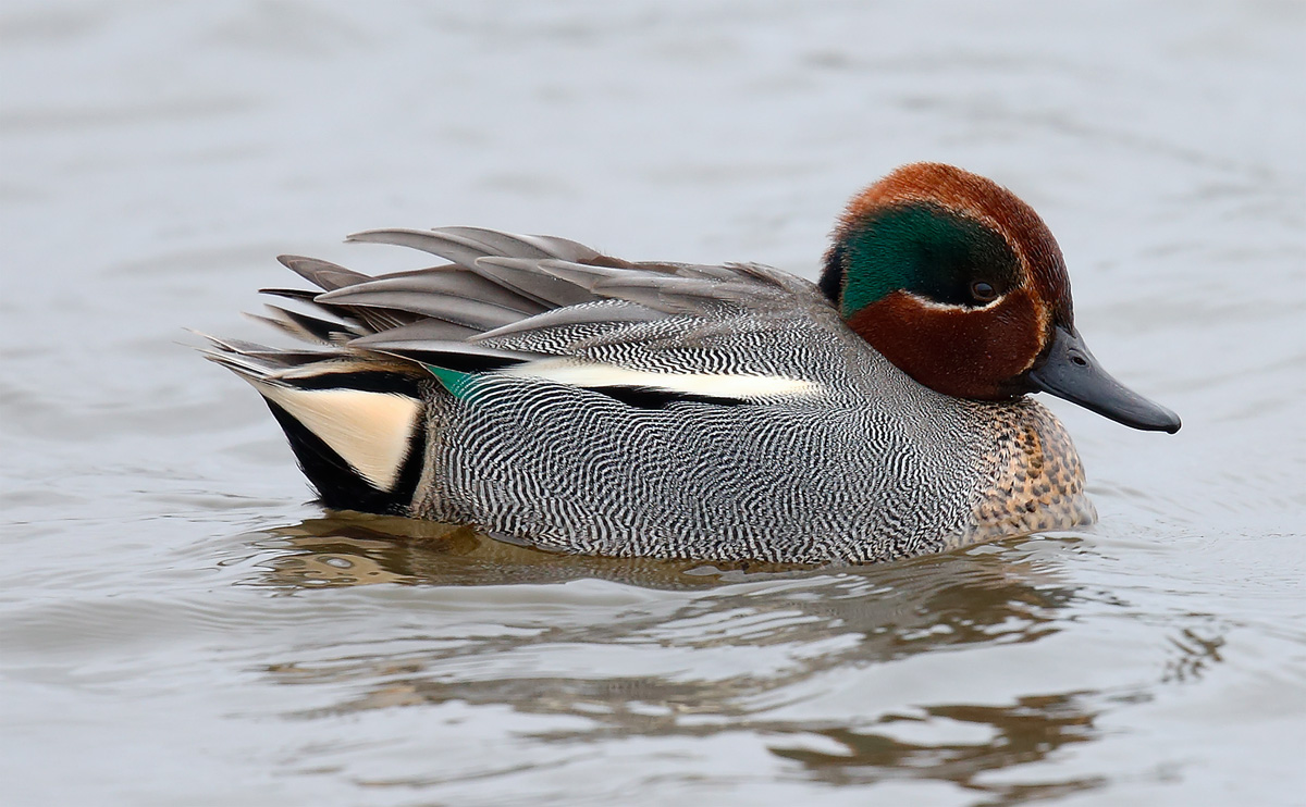 Teal_J4X7751