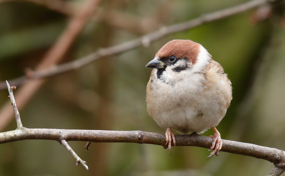 Tree Sparrow_J4X6748