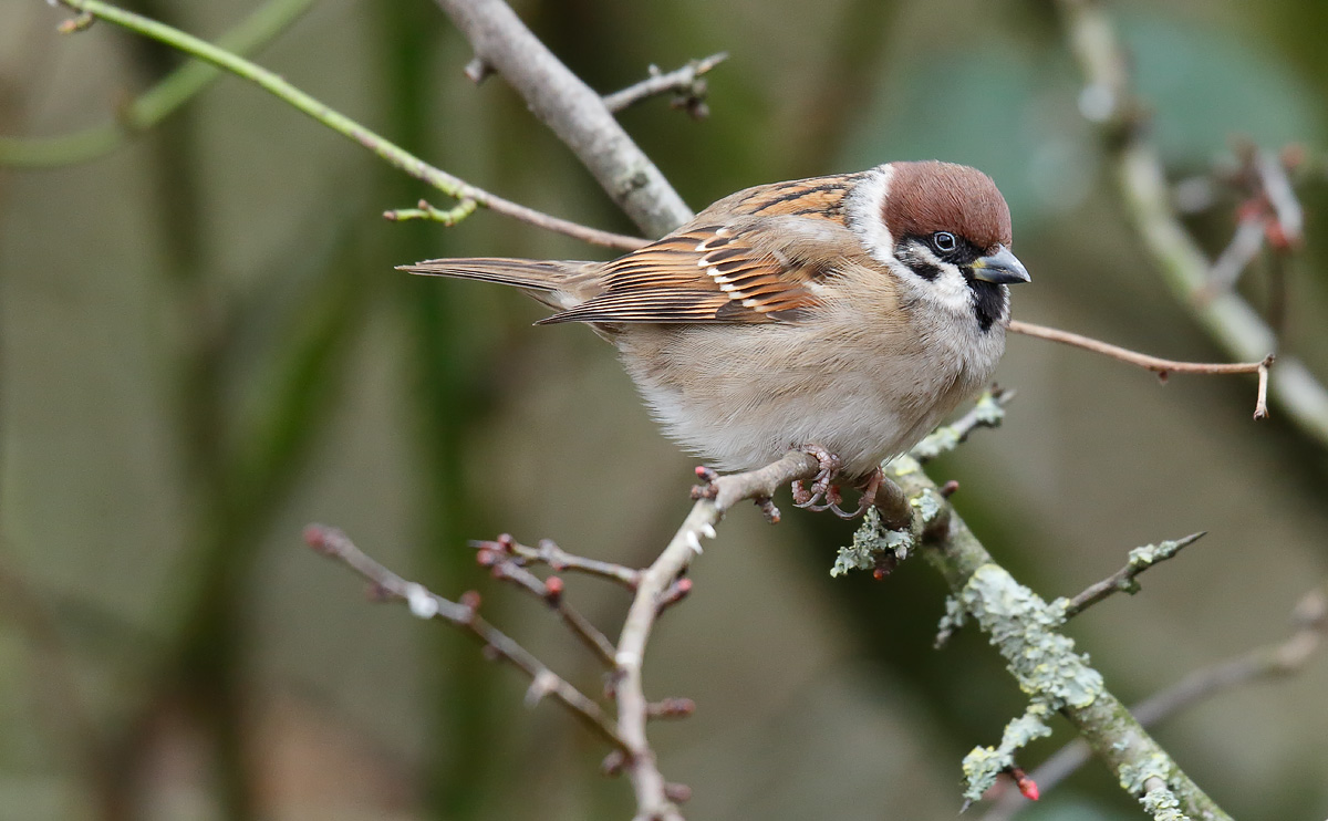 Tree Sparrow_J4X6760