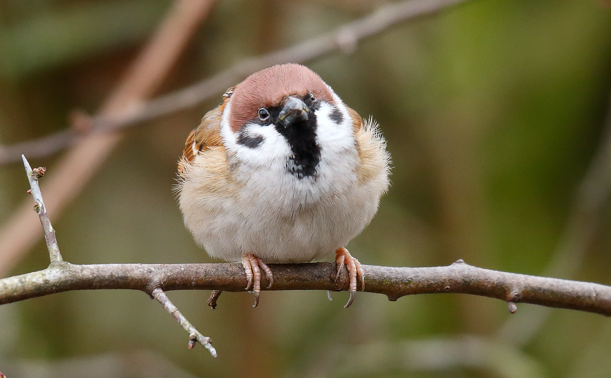 Tree Sparrow_J4X6765
