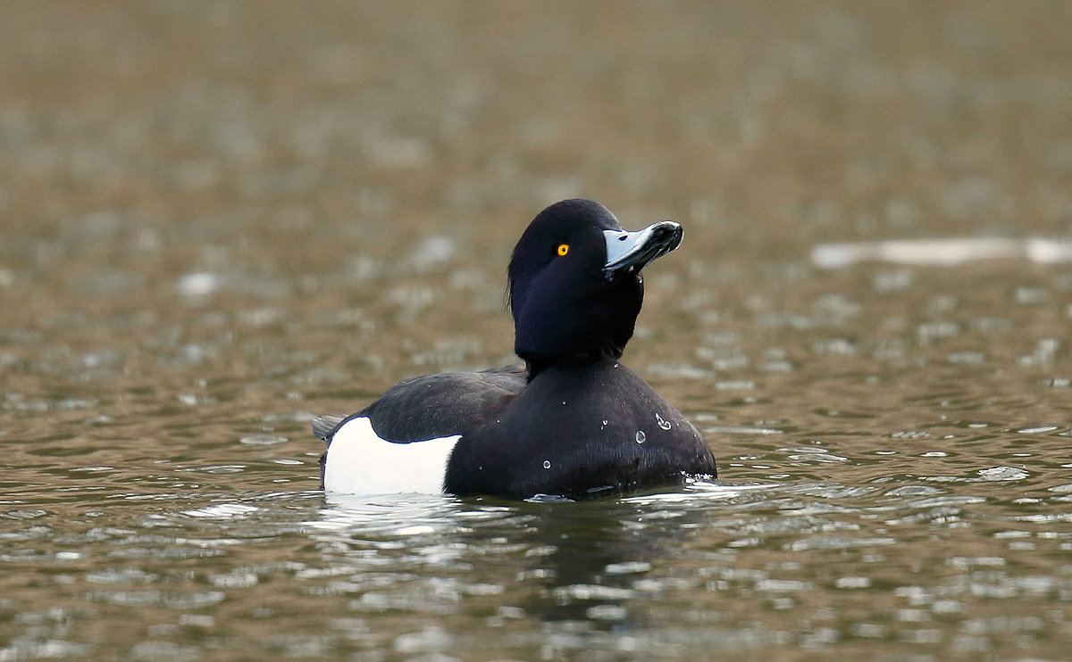 Tufted Duck_J4X6911
