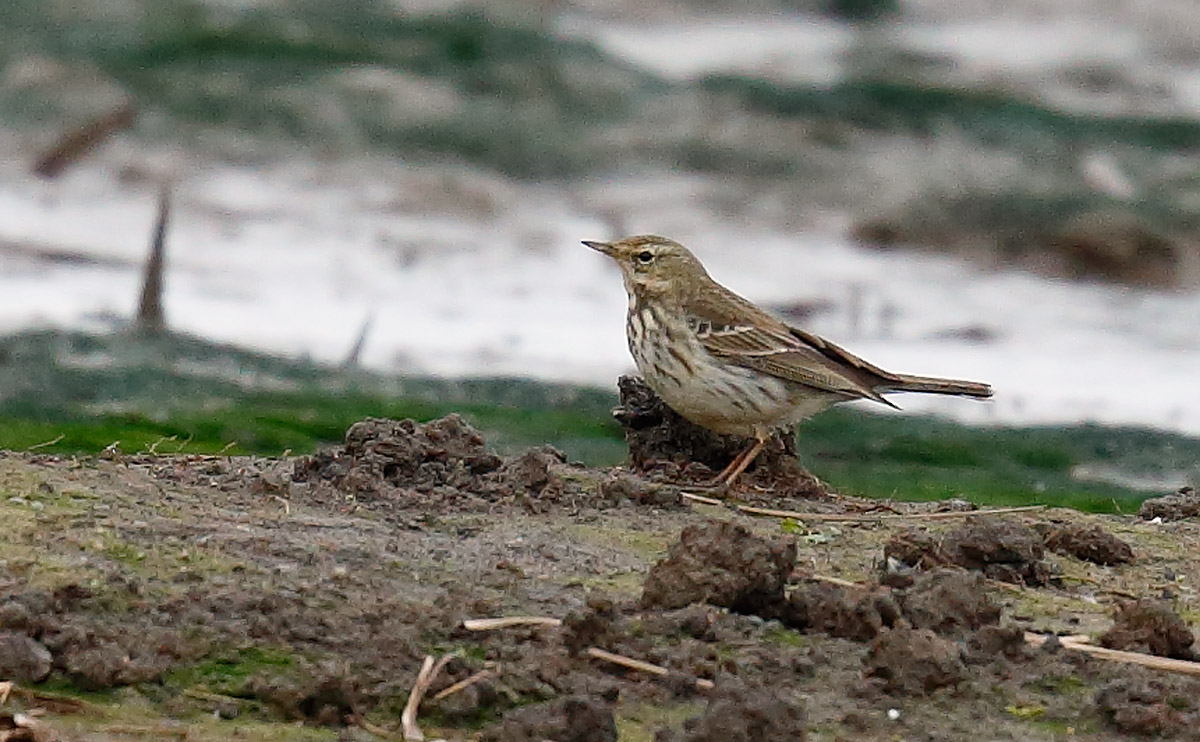 Water Pipit_J4X7556
