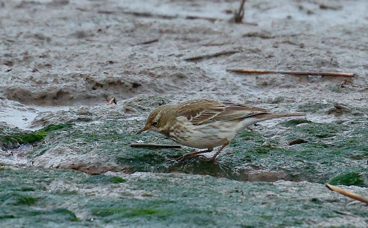 Water Pipit_J4X7603
